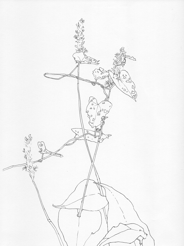 Persicaria, 2021, 18x24 cm, fineliner op papier