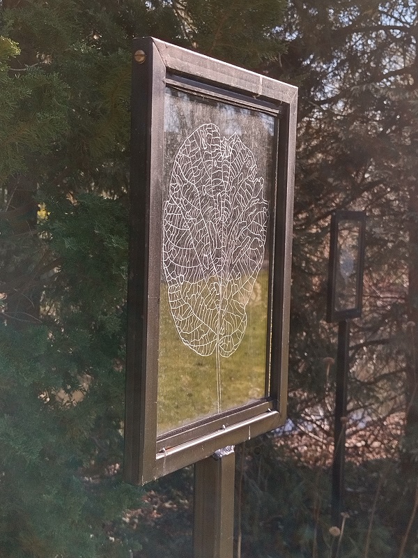 Bladvormen, 2021, glasmaat: 29,7x21 cm, glas-gravure in stalen omlijsting, vensterglas